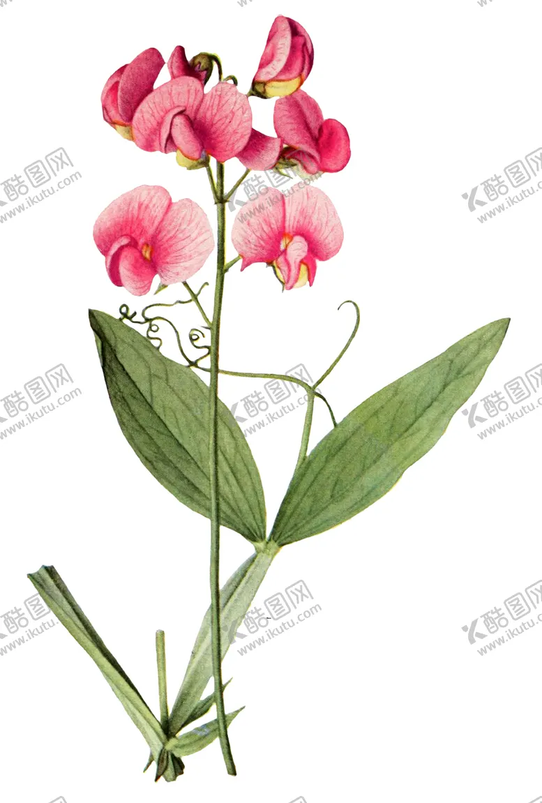 编号：44557801251331487746【酷图网】源文件下载-手绘复古花卉