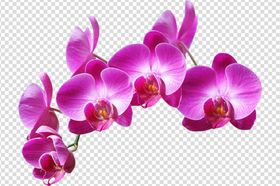 花朵鲜花花儿粉色花