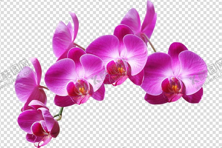编号：28913810182047496085【酷图网】源文件下载-花朵鲜花花儿粉色花