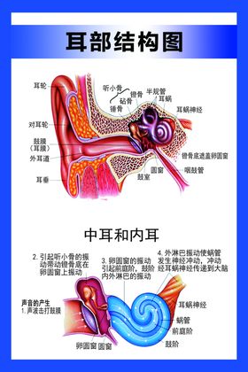 耳部结构图