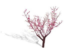 樱花装饰素材