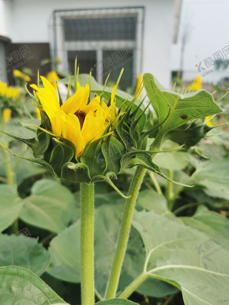 编号：80203710261652445772【酷图网】源文件下载-向日葵