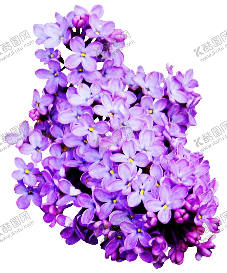 编号：76516904221727074456【酷图网】源文件下载-薰衣草