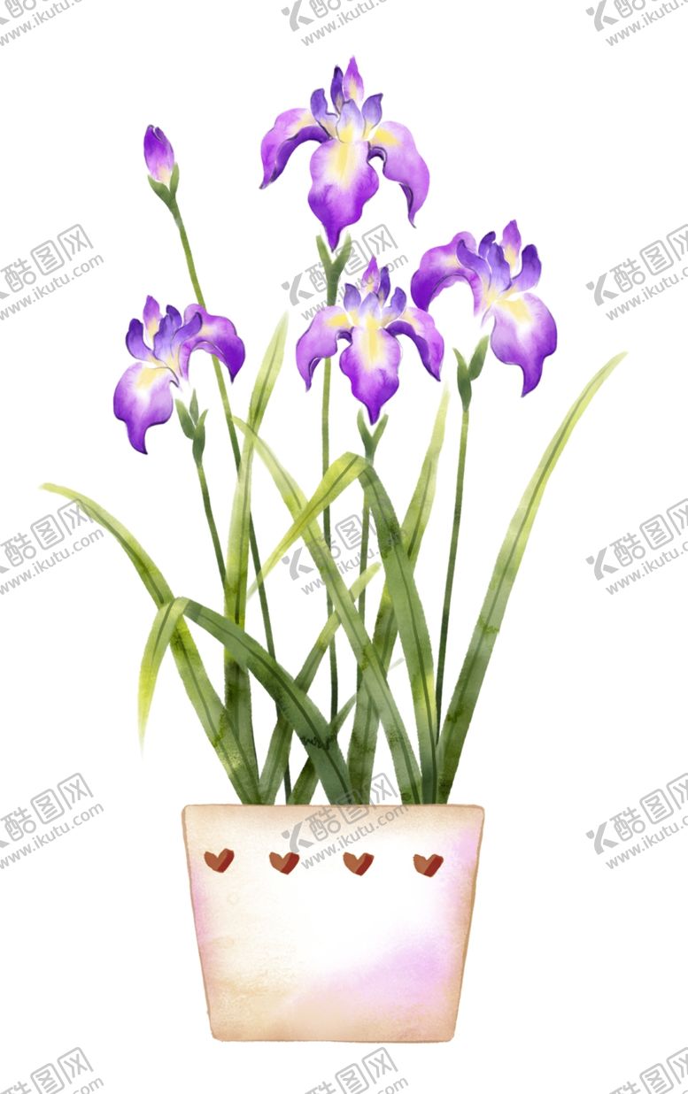 编号：26234609090208353968【酷图网】源文件下载-鸢尾花