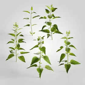 C4D模型绿色植物化带灌木薄荷