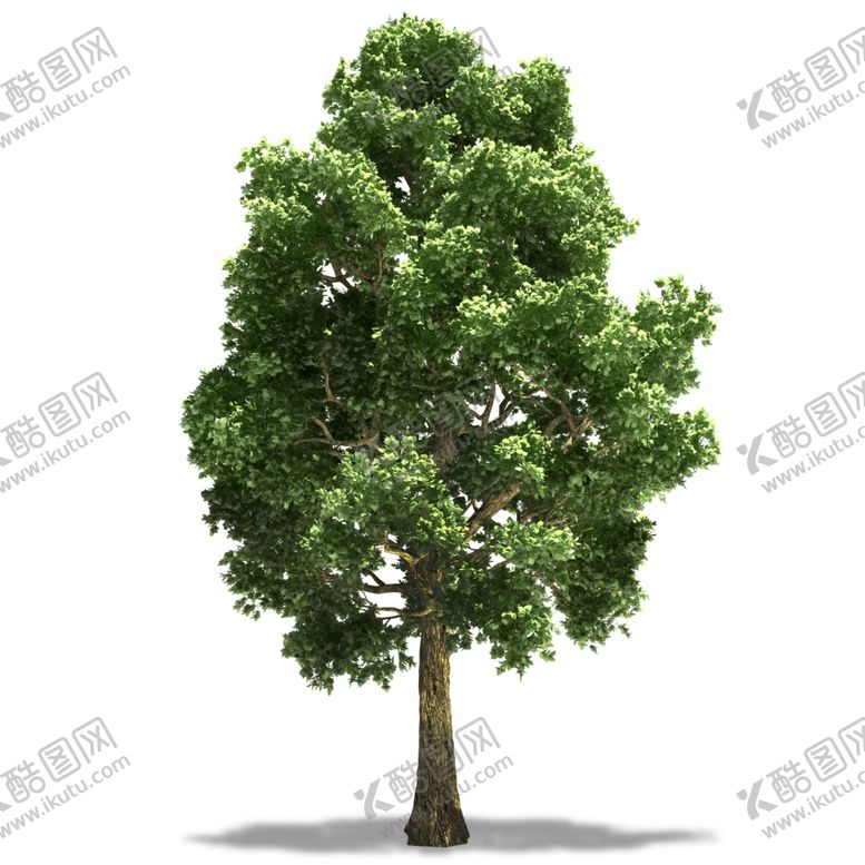 编号：13209607051521533557【酷图网】源文件下载-树木
