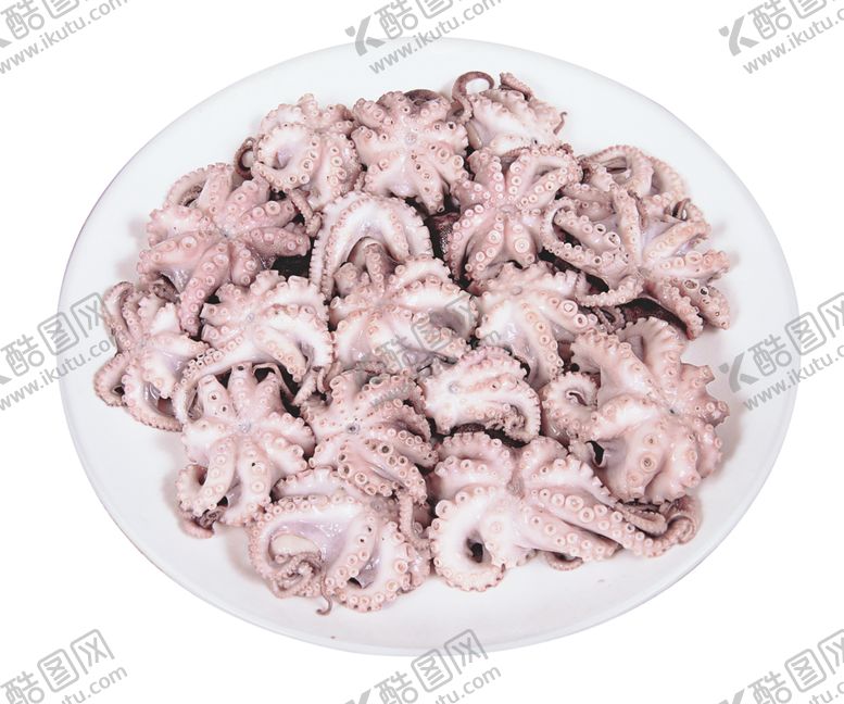 编号：32140310020824087447【酷图网】源文件下载-鱿鱼仔