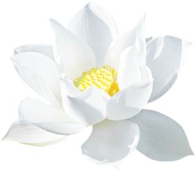 荷花元素