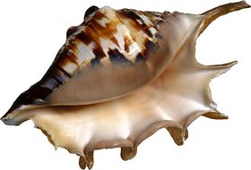 海螺