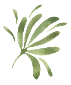 手绘植物花卉