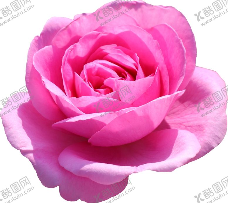 编号：67927610080334541875【酷图网】源文件下载-花朵