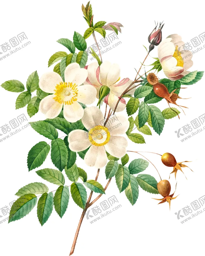 编号：27484901280836504996【酷图网】源文件下载-手绘花草植物素材图片