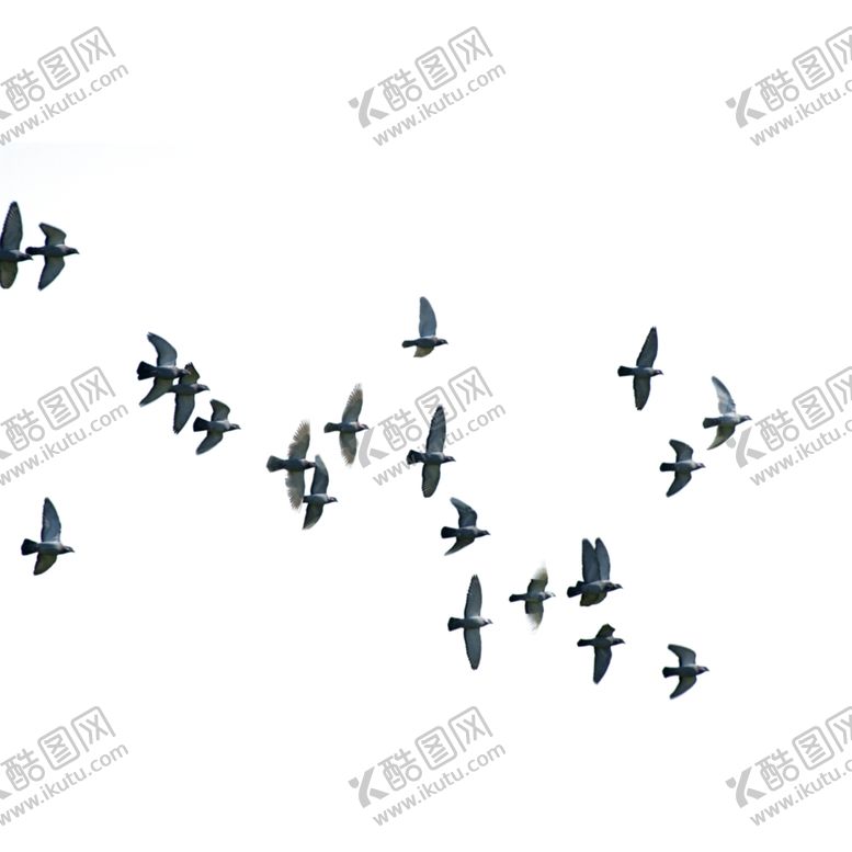 编号：21175710291408013305【酷图网】源文件下载-飞翔的鸽群