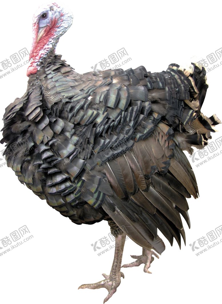 编号：63251205180256148186【酷图网】源文件下载-家禽火鸡图案