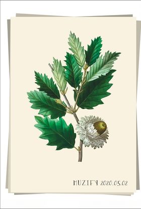 橡树植物图鉴