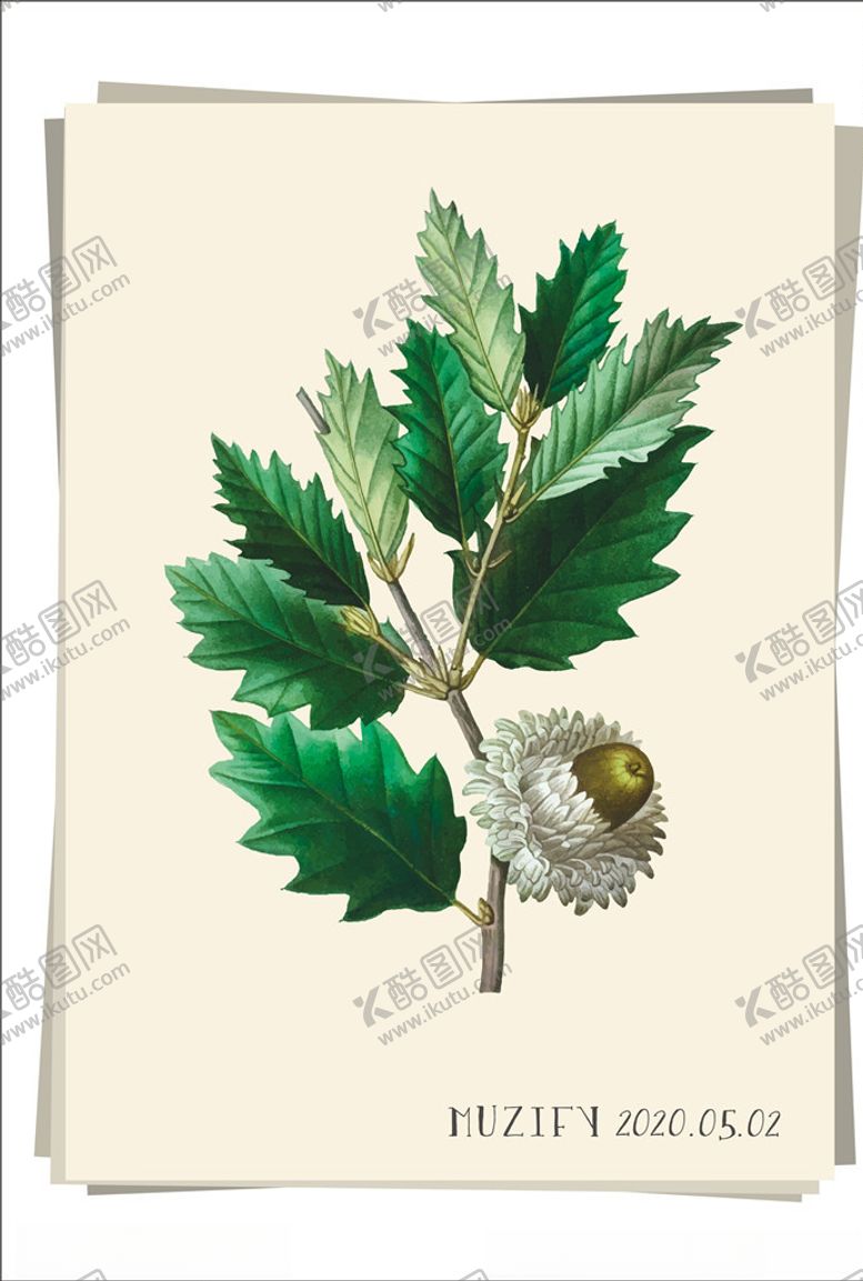 编号：35457710302317391666【酷图网】源文件下载-橡树植物图鉴