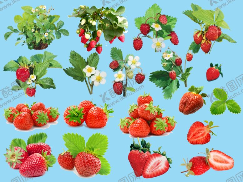 编号：81139209241555105400【酷图网】源文件下载-草莓