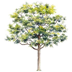 绿色背景底纹素材免扣展板