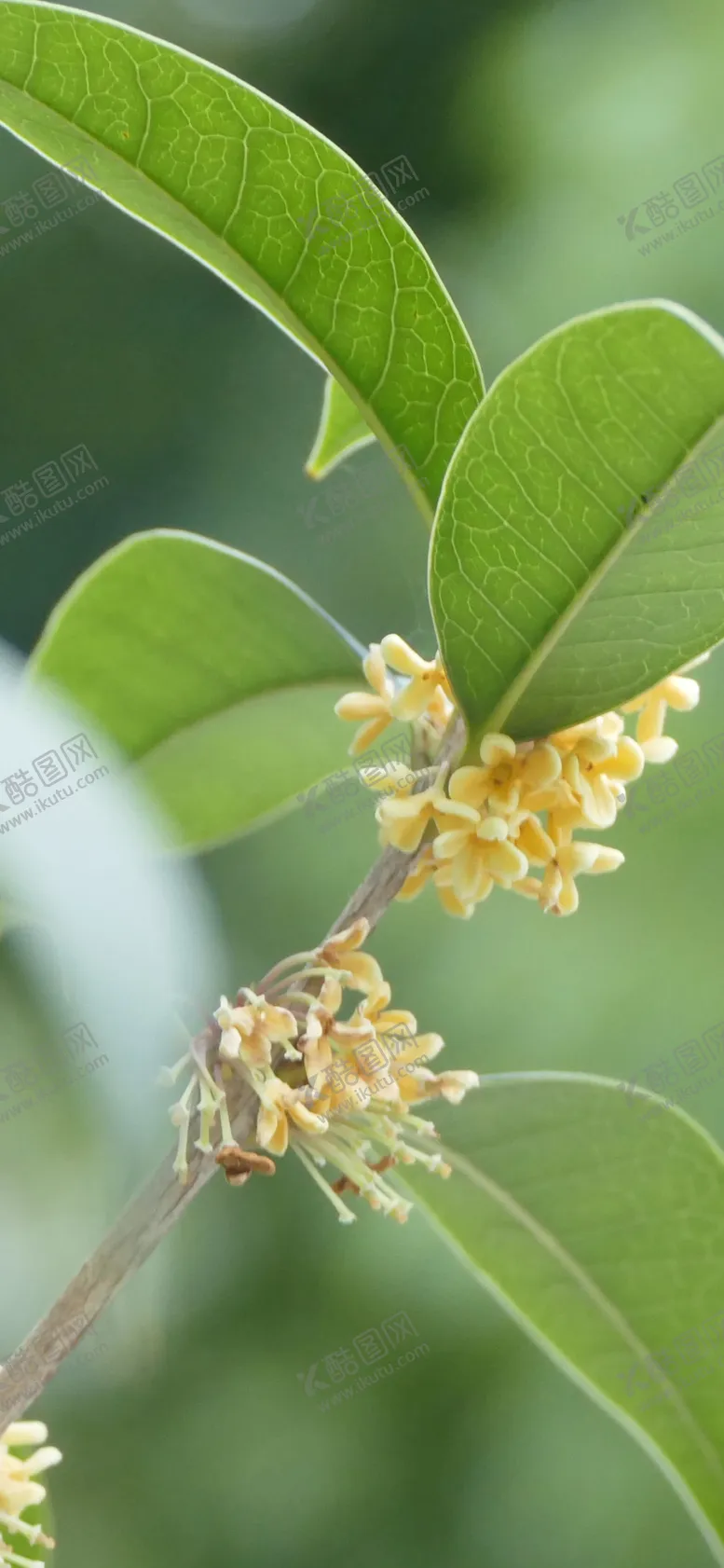 编号：65870909251609504849【酷图网】源文件下载-手机壁纸