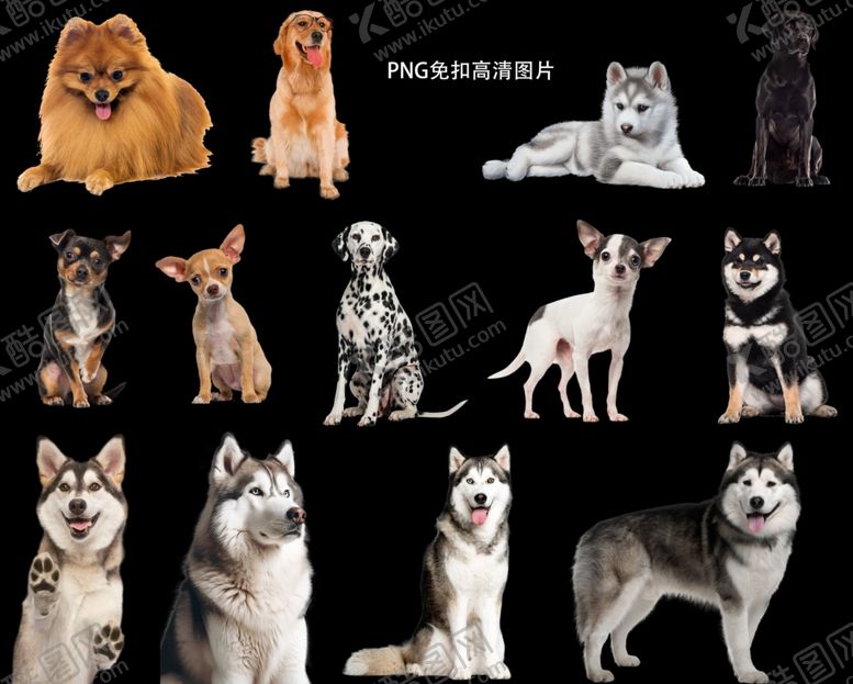 编号：65183802150721197898【酷图网】源文件下载-吉娃娃哈士奇