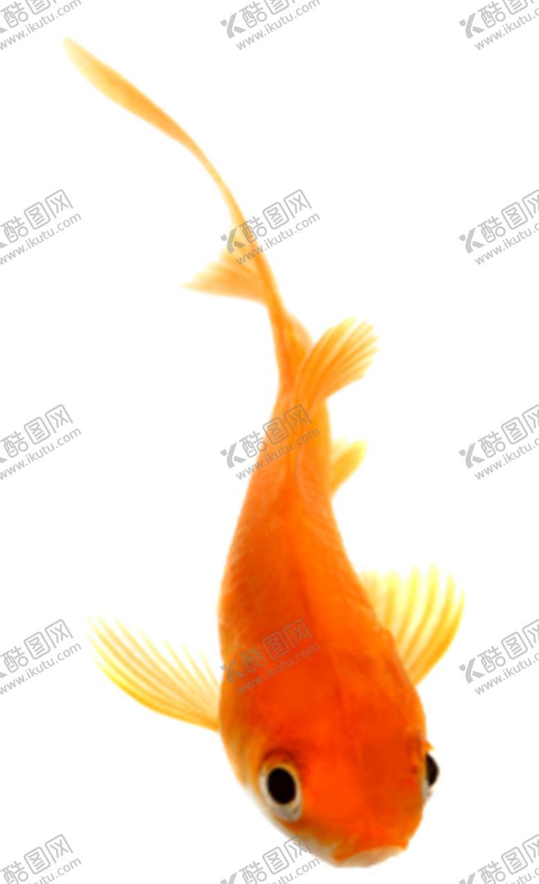编号：98310905010907435790【酷图网】源文件下载-金鱼