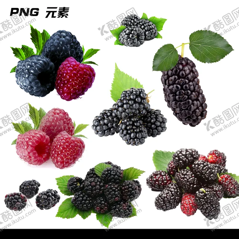 编号：41560909191459377140【酷图网】源文件下载-桑葚