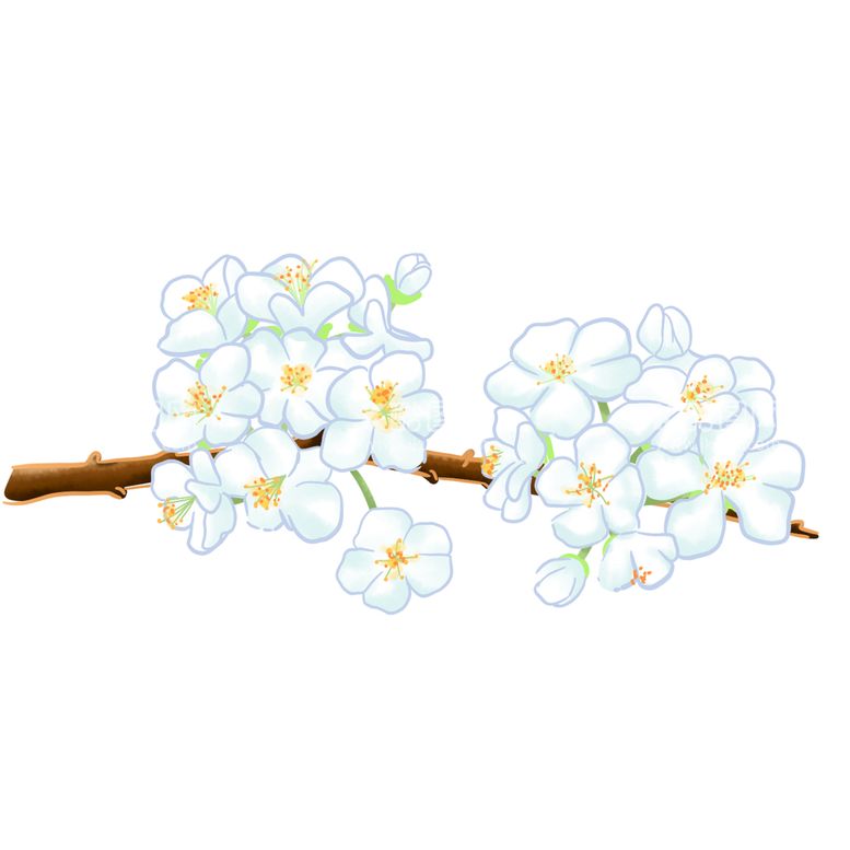 编号：16769110180558247682【酷图网】源文件下载-手绘洁白的梨花