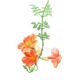 水墨水彩牵牛花
