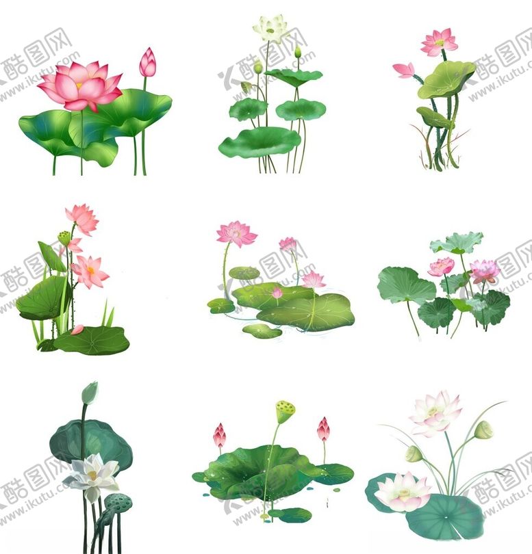 编号：61132502150349231761【酷图网】源文件下载-荷花