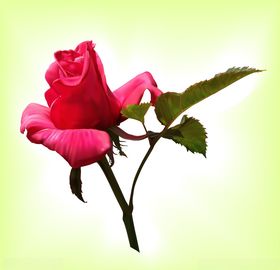 玫瑰花