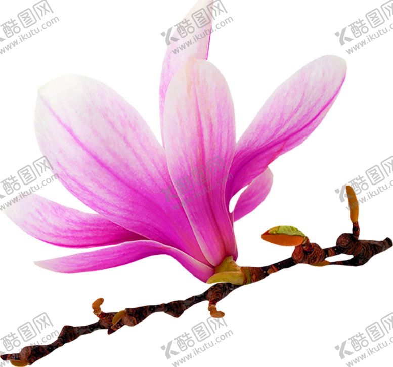 编号：70225910210113279340【酷图网】源文件下载-花素材
