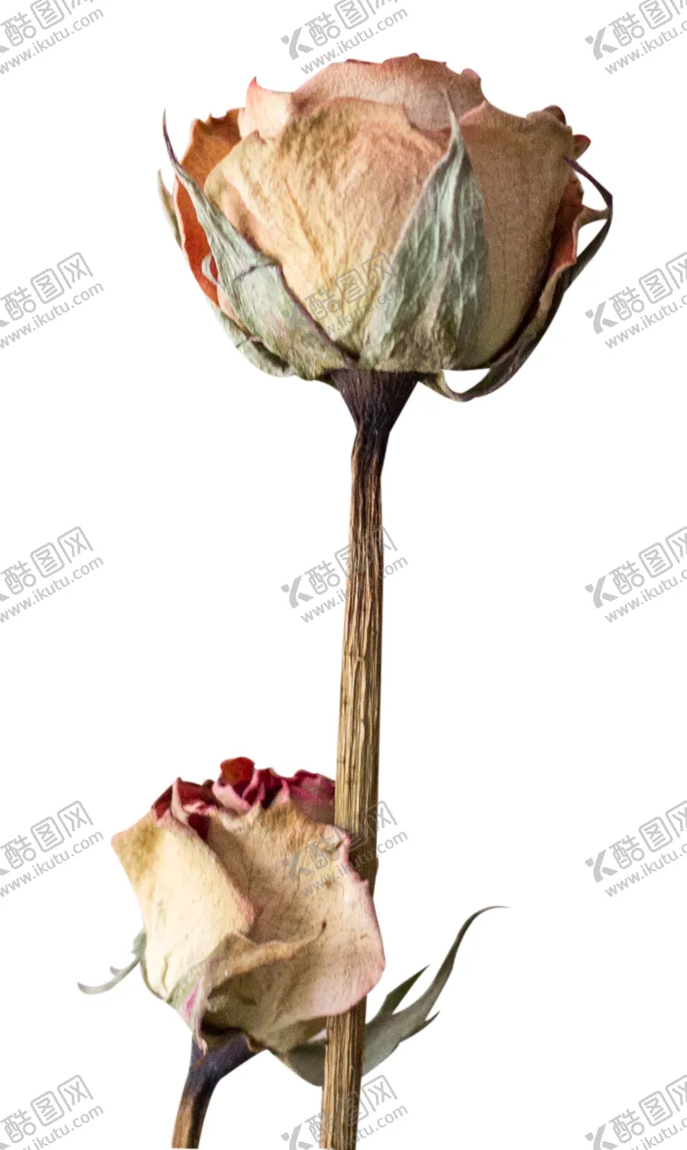 编号：51394307021338383243【酷图网】源文件下载-免抠背景干花枯花