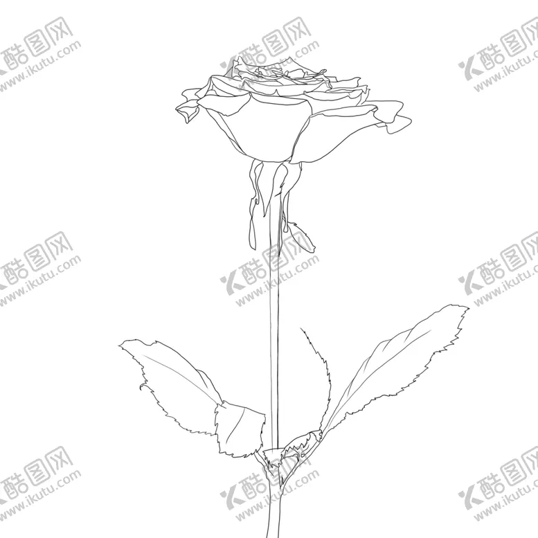 编号：48095306301129384452【酷图网】源文件下载-玫瑰花