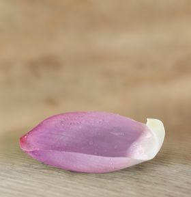 儿童照相模板
