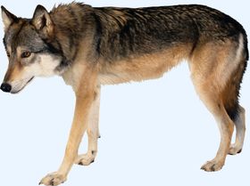 狼