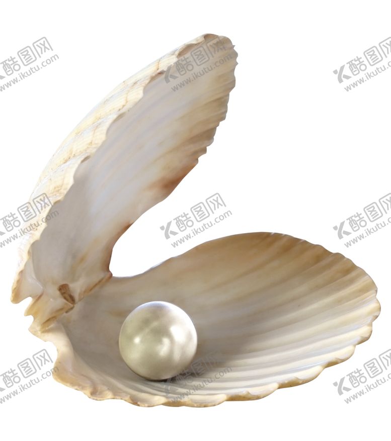 编号：23216102130748584964【酷图网】源文件下载-贝壳 扇贝 海扇蛤 蛤蜊 花蛤