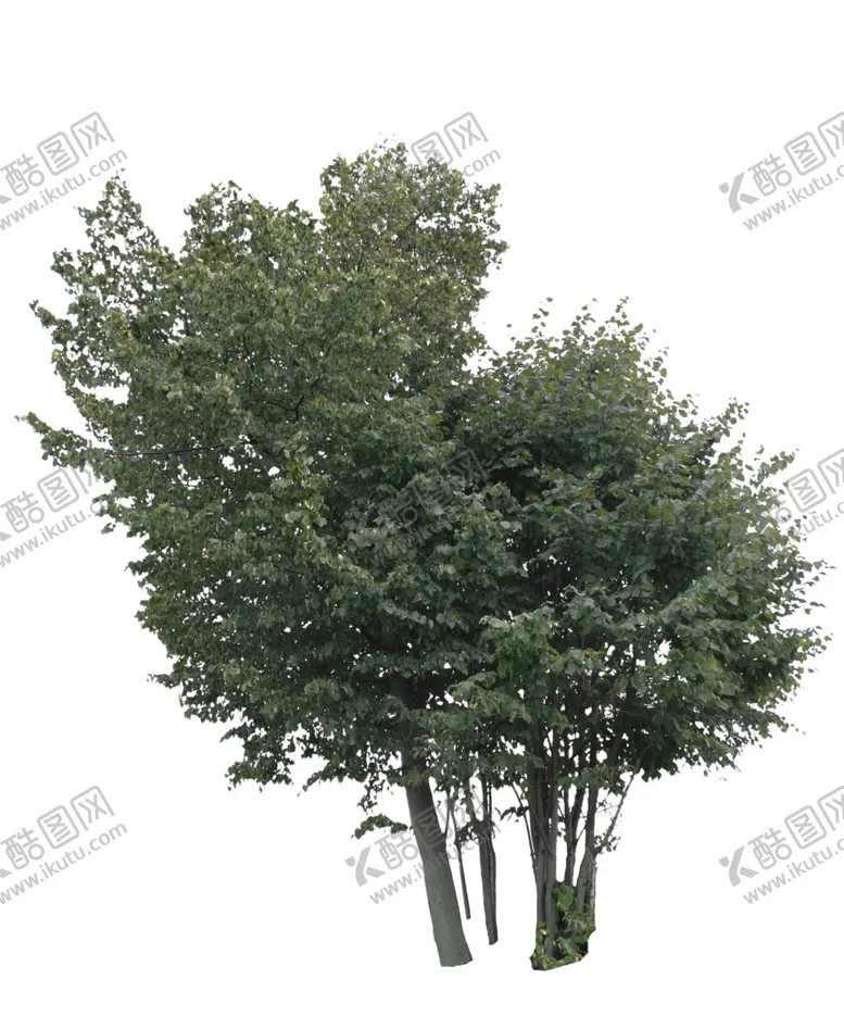 编号：51005506301706407092【酷图网】源文件下载-树木