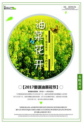 油菜花