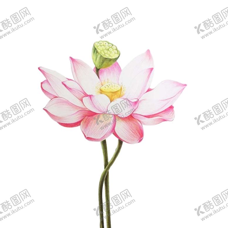 编号：96143201260254548903【酷图网】源文件下载-荷花素材