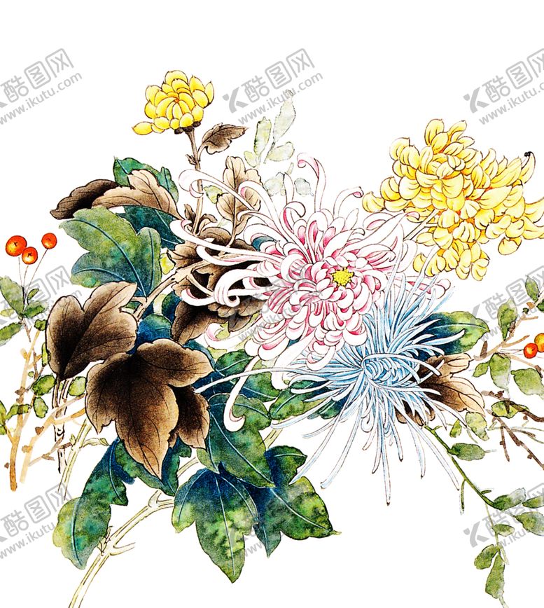 编号：32597902051159426019【酷图网】源文件下载-菊花