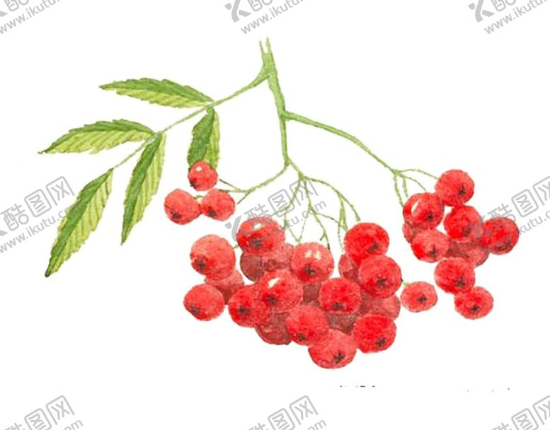 编号：76904009180016212884【酷图网】源文件下载-水果