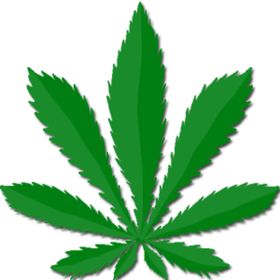 小清新植物