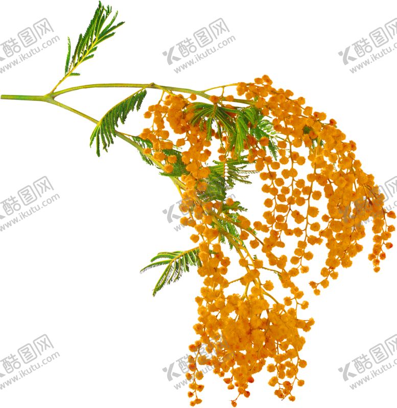 编号：21485009250430207393【酷图网】源文件下载-花素材