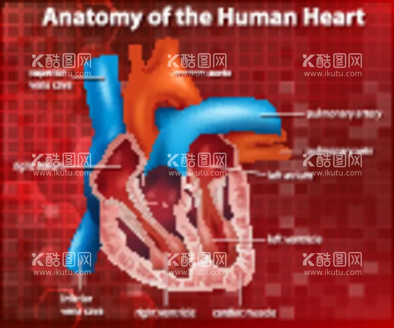 编号：44343012051717049386【酷图网】源文件下载-心脏解剖图