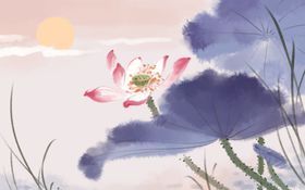 荷花插画