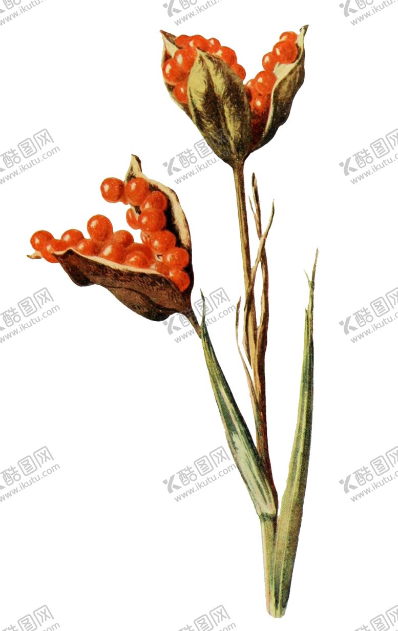编号：96797302101133226893【酷图网】源文件下载-复古插画