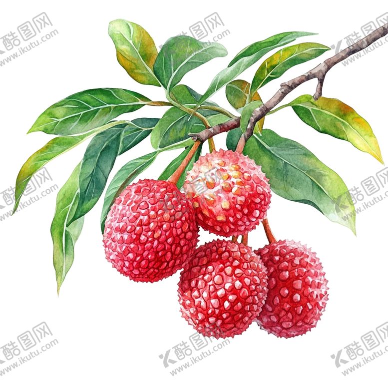 编号：94771002210155575913【酷图网】源文件下载-水彩插画荔枝