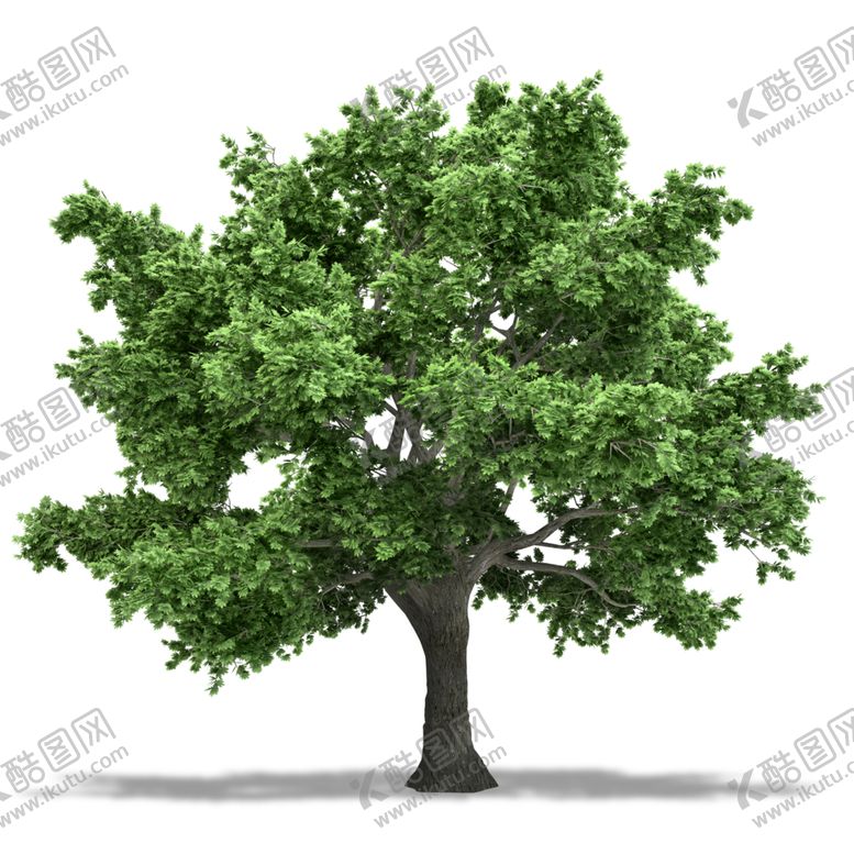 编号：18593410070411318558【酷图网】源文件下载-水杉