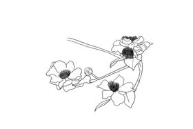 茶花