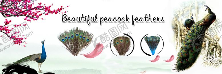 编号：66501210311959308617【酷图网】源文件下载-羽毛装饰海报